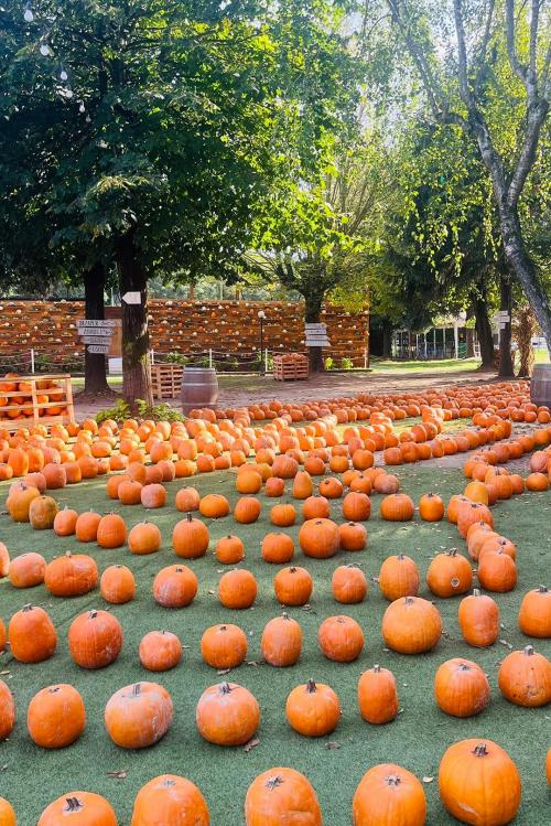 Allestimento nel villaggio delle zucche vicino a Pavia in Lombardia