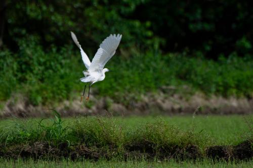 Airone in volo sopra una risaia della Garzaia di Celpenchio nella Lomellina  vicino Pavia che si può vedere durante la visita con Guida ambientalista che include anche una degustazione di prodotti locali