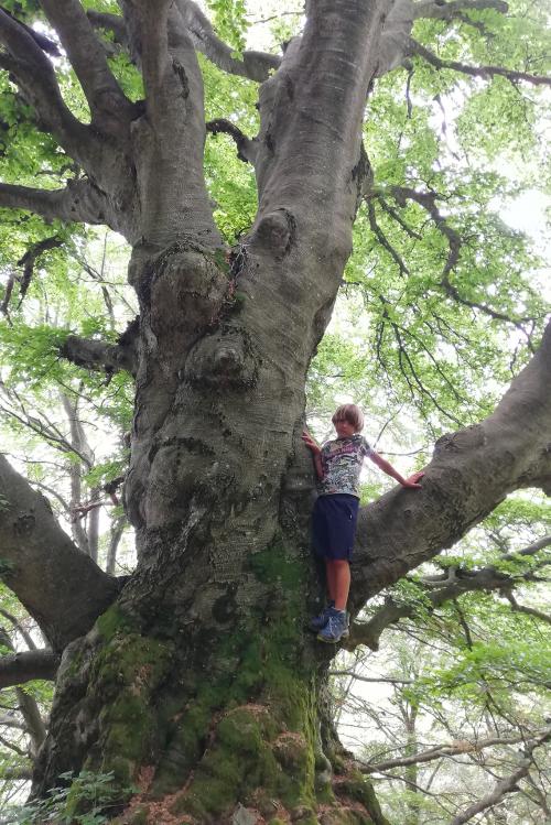 Un bambino si arrampoica sopra un albero durante il corso di sopravvivenza in Lombardia vicino il Lago di Garda