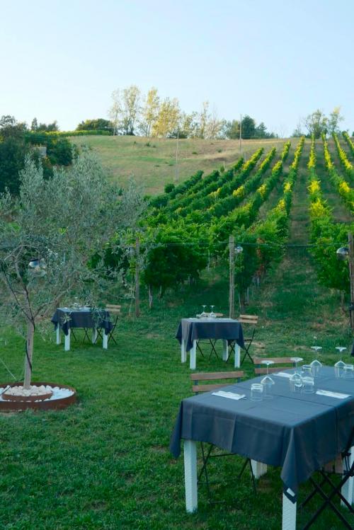 Degustazione di vini e di prodotti locali tra ulivi e filari in Oltrepo Pavese in Lombardia