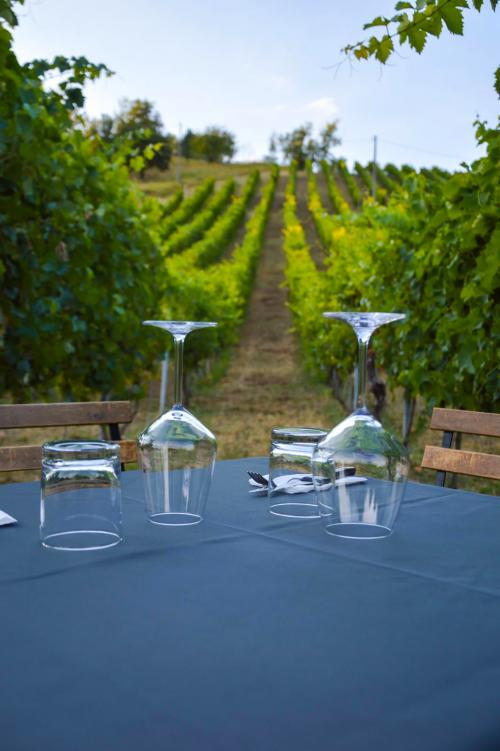 Degustazione di vini in vigneto nell'Oltrepo Pavese in Lombardia