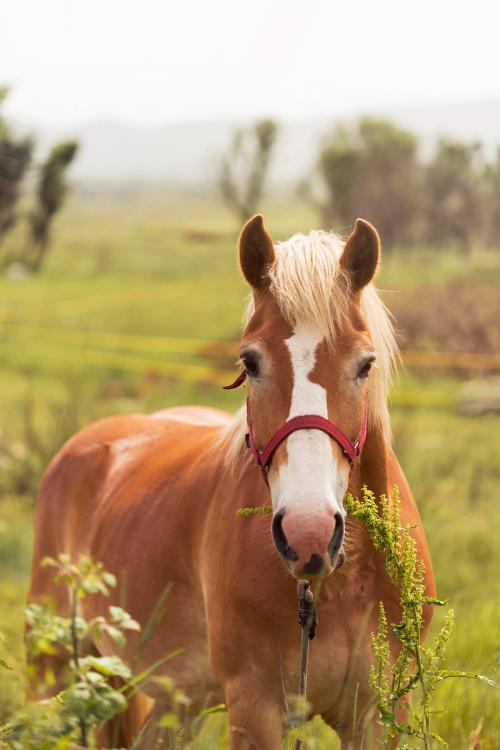 Un cavallo scruta il suo cavaliere per creare una connessione durante il corso di etologia a Rivolta d'Adda in Lombardia