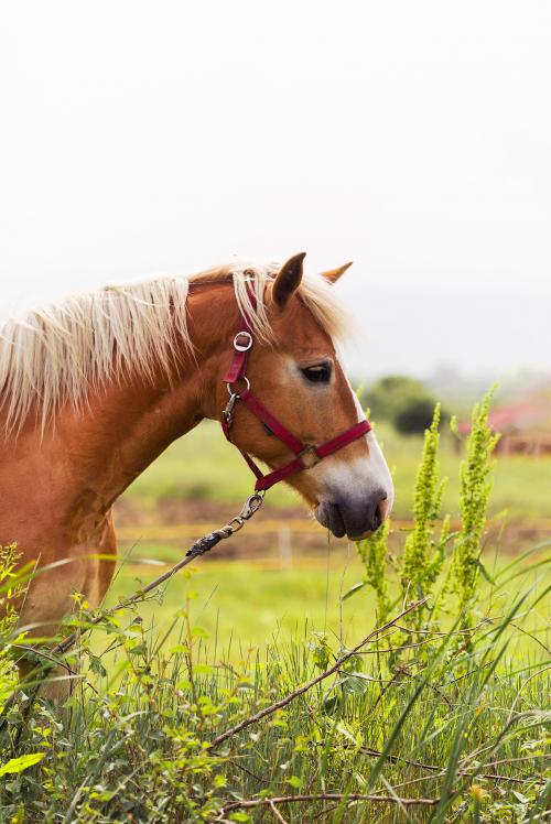 Un bellissimo cavallo marrone chiaro nella natura durante la lezione di etologia in Lombardia