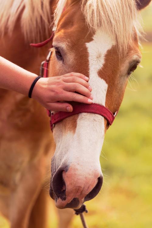 Un cavaliere accarezza il muso del cavallo per creare un rapporto di fiducia durante il corso di etologia a Rivolta d'Adda in Lombardia