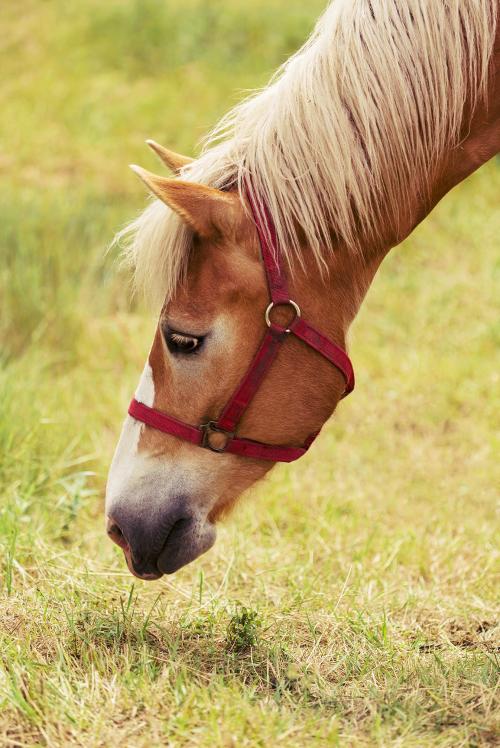 Un cavallo bruca l'erba durante il corso di etologia in Lombardia vicino a Cremona