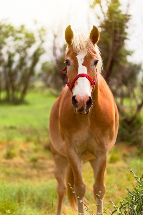 Un cavallo nella natura durante il corso di etologia a Rivolta d'Adda vicino Cremona in Lombardia
