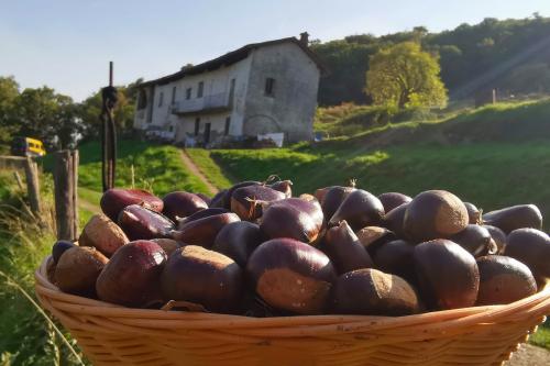 Castagne raccolte durante il soft trekking nei boschi vicino al Lago di Como in Lombardia