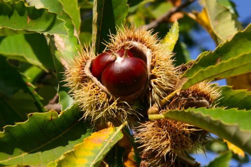 Passeggiata tra i castagni per la raccolta dei frutti e merenda intorno al fuoco vicino al Lago di Como in Lombardia