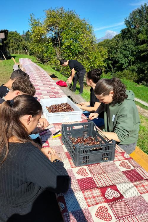 Un gruppo di ragazzi che intaglia le castagne dopo la raccolta fatta nei boschi di Airuno in Lombardia