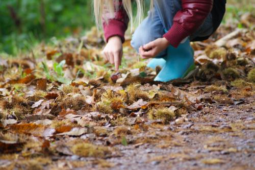 Una ragazza si china a raccogliere delle castagne durante la passeggiata nel bosco di Airuno vicino al Lago di Como in Lombardia