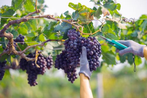 Raccolta dell'uva durante il team building di vendemmia in Oltrepo Pavese in Lombardia