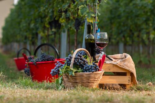 Uva raccolta durante il team building in vigna in Oltrepo Pavese in Lombardia
